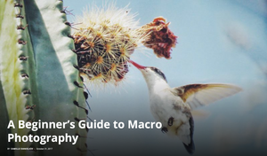 Passion Passport: A Beginner’s Guide to Macro Photography.